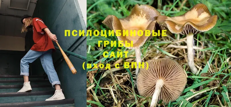 мега   Беломорск  Псилоцибиновые грибы Psilocybine cubensis 